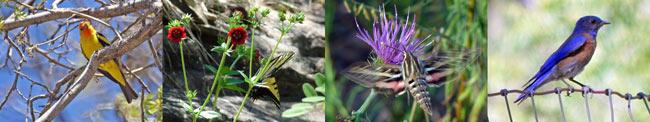 flora and fauna of Q Ranch