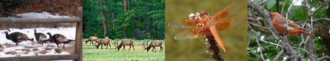 flora and fauna of Q Ranch