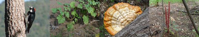 flora and fauna of Q Ranch