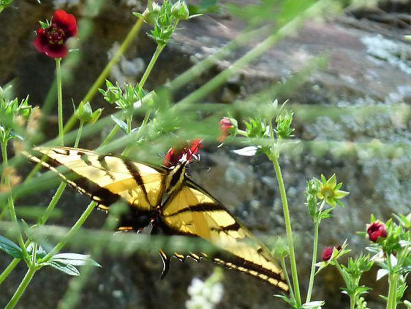 nathist5 nathist5