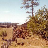 ranching1 ranching1