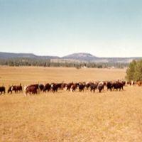ranching15 ranching15