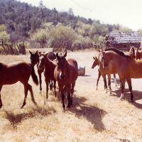 ranching3 ranching3